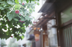 下町の一輪