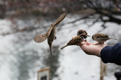 トリミングにて