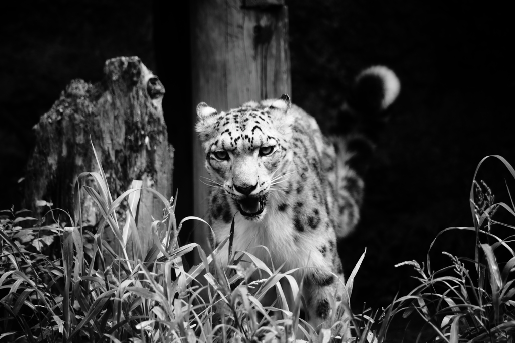 ネコ科に人気の私　ＮＯ４