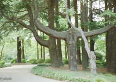二股の木