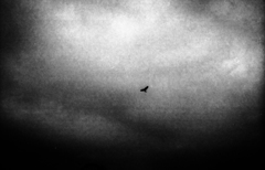 鳥という「あいつ」