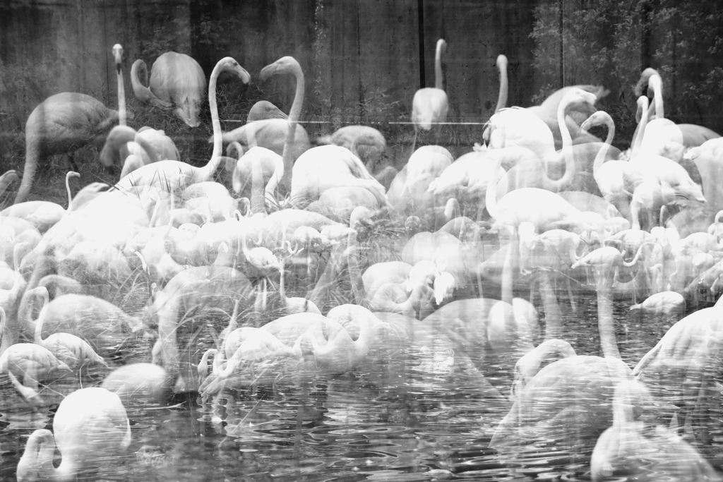 フラミンゴはいつもキモイ