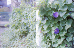 優しくそして切なく