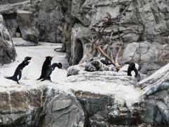 ペンギンのジョナサンは村八分