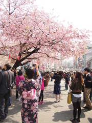 世界で二つだけの花