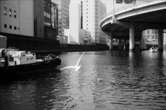 カモメがとんだ日