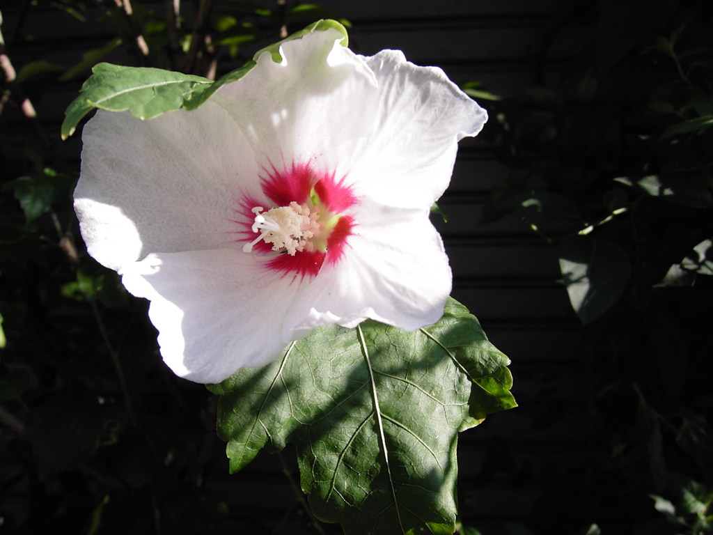 朝は白に魅かれる