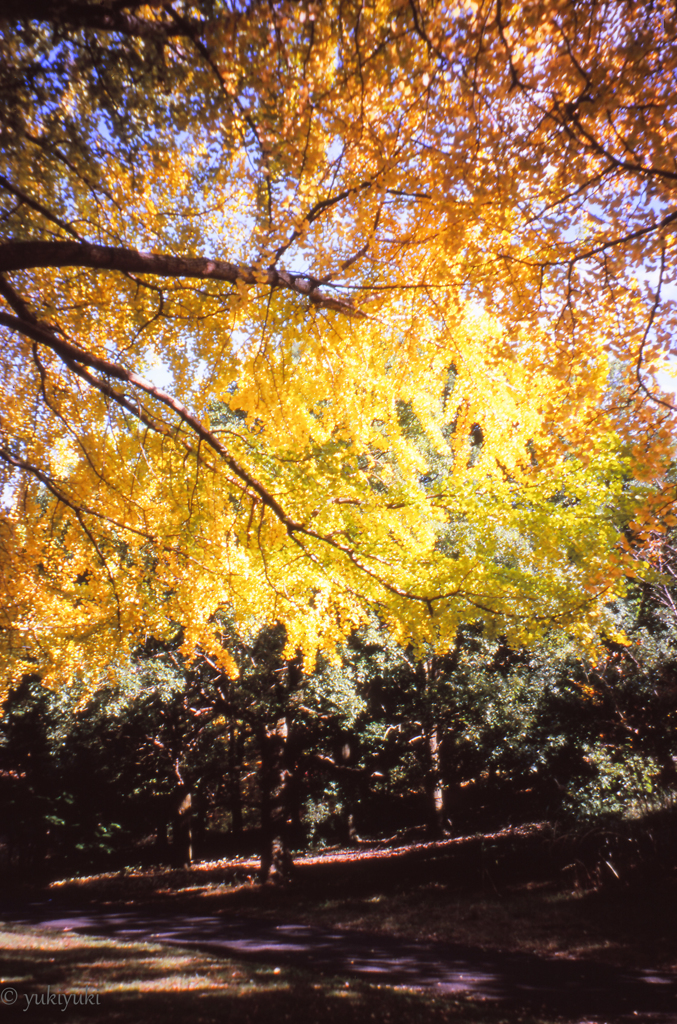 とりあえず紅葉