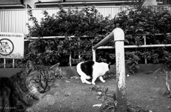 なぜかここに居る