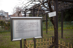 メンデルのブドウを見たことがあるか