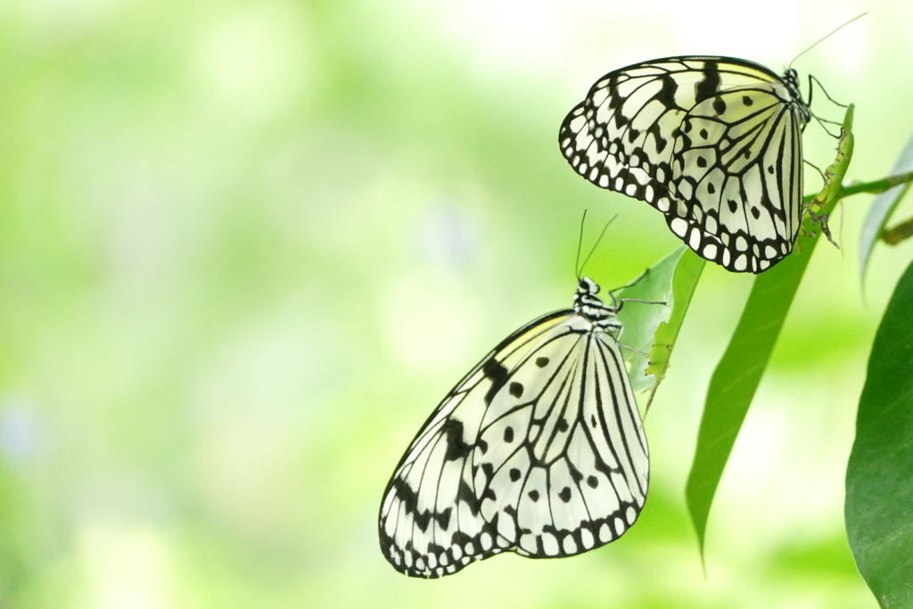 限りなく透明に近い昆虫