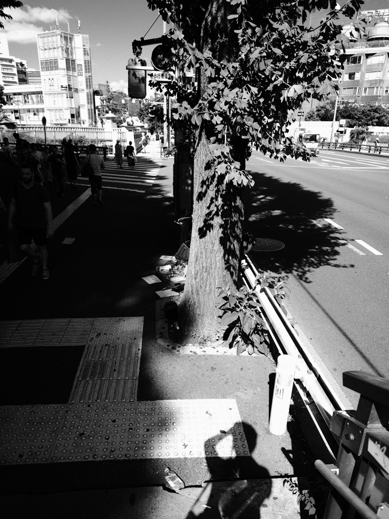 蜘蛛の日常行動　ＮＯ１