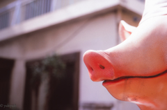 ブタとの出会い