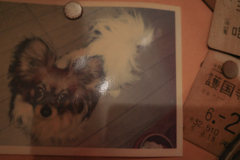 貼られていたあいつ