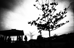 あの人の海岸物語