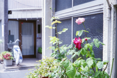 下町に咲いた花