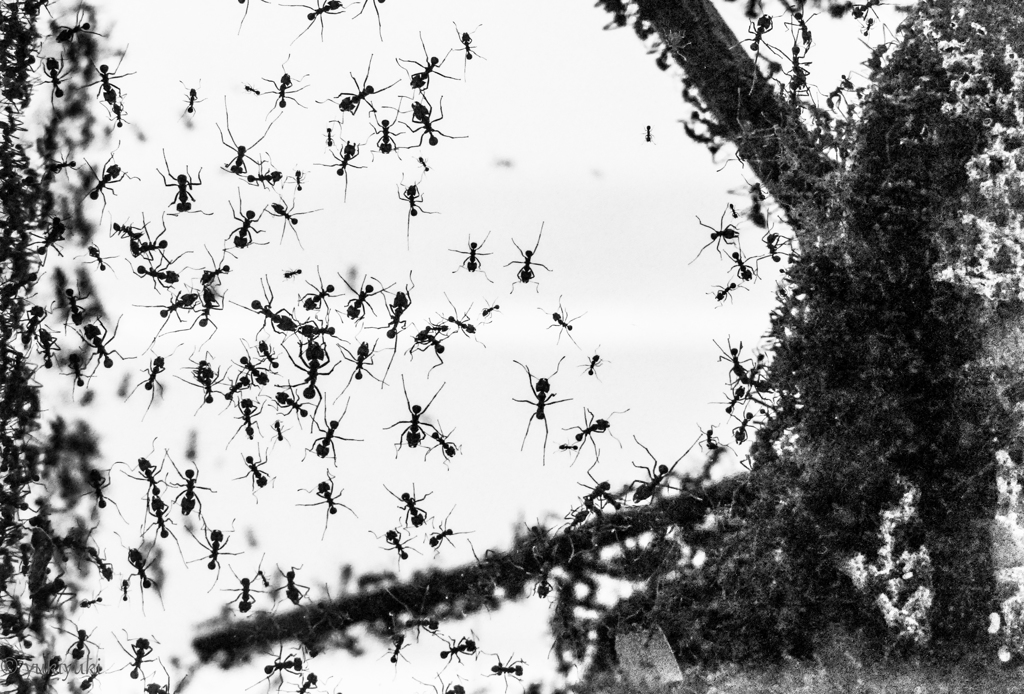 君はこの写真に耐えられるか