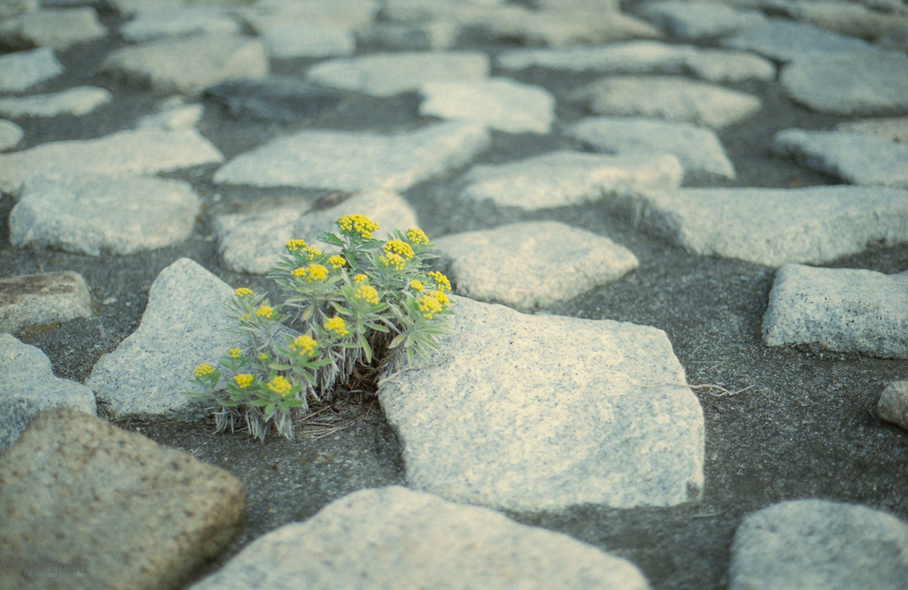 なんとなく咲いてみた