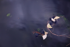 悲しくも美しき物語