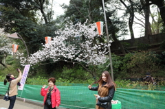 小さな桜の木の下で