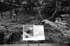 レッサーパンダ・・・楽しい動物園