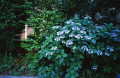午後の紫陽花