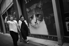 キャッアイ