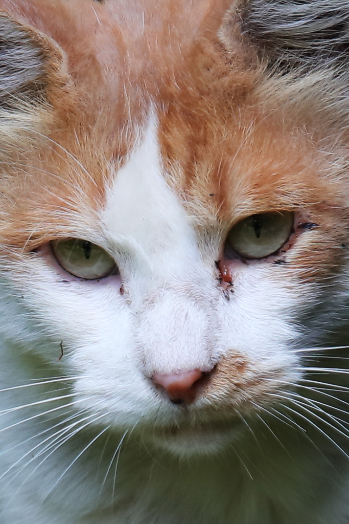 吾輩はキャット
