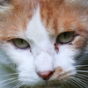 吾輩はキャット