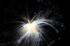 ハニーフラッシュ