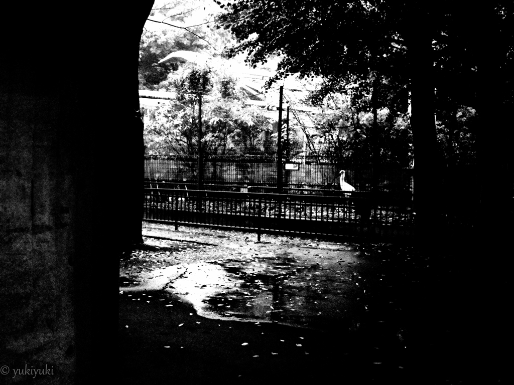 雨の日は動物園へ行け　ツル