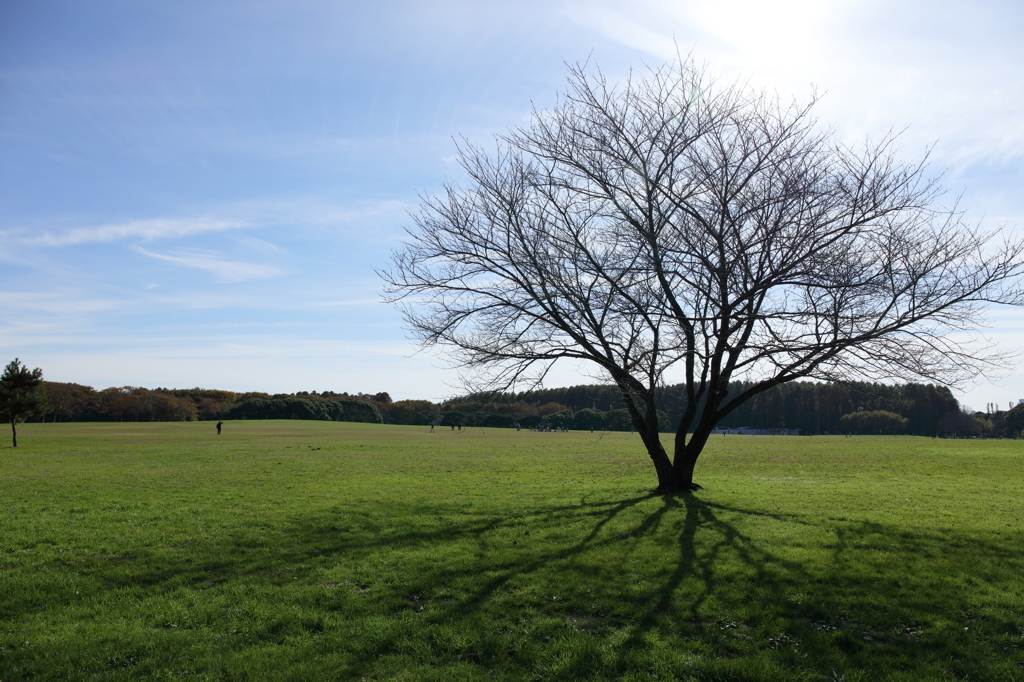 なんとなく撮ってしまう