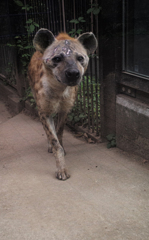 ハイエナを許せ