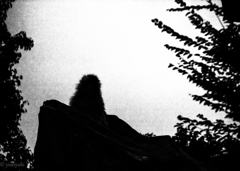ＷＨＯ　ＩＳ　ＩＴ　？