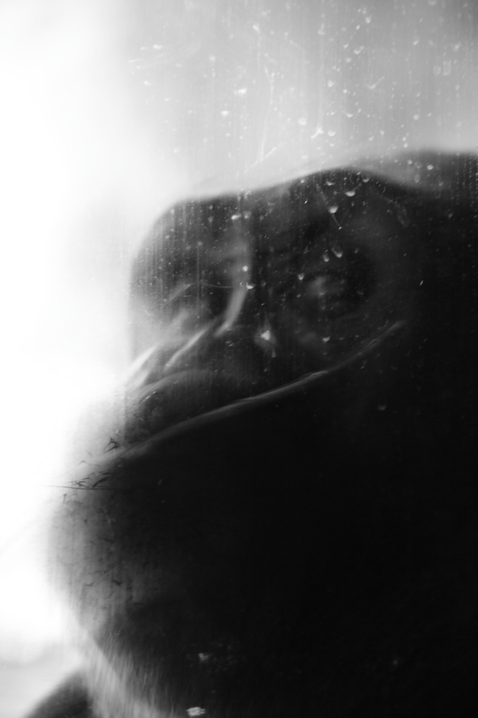 ゴリラに愛された私