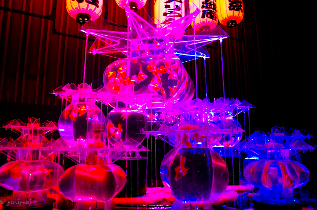 とりあえず金魚