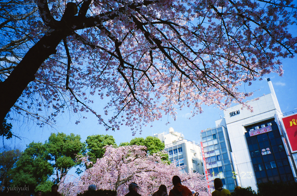 蔵桜