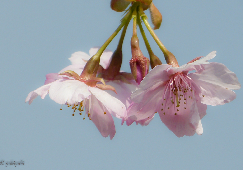 蔵桜