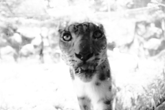 ネコ科に人気の私　　完