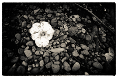 誰ひとり気付かない出来事