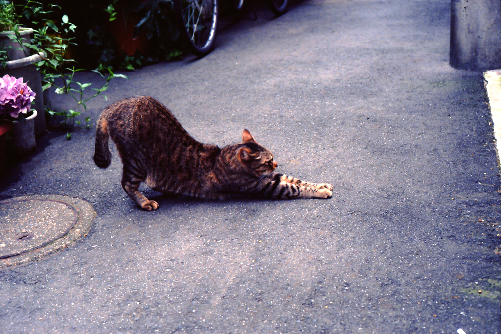 猫の準備運動