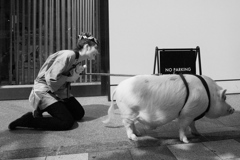 ブタは美女を無視して