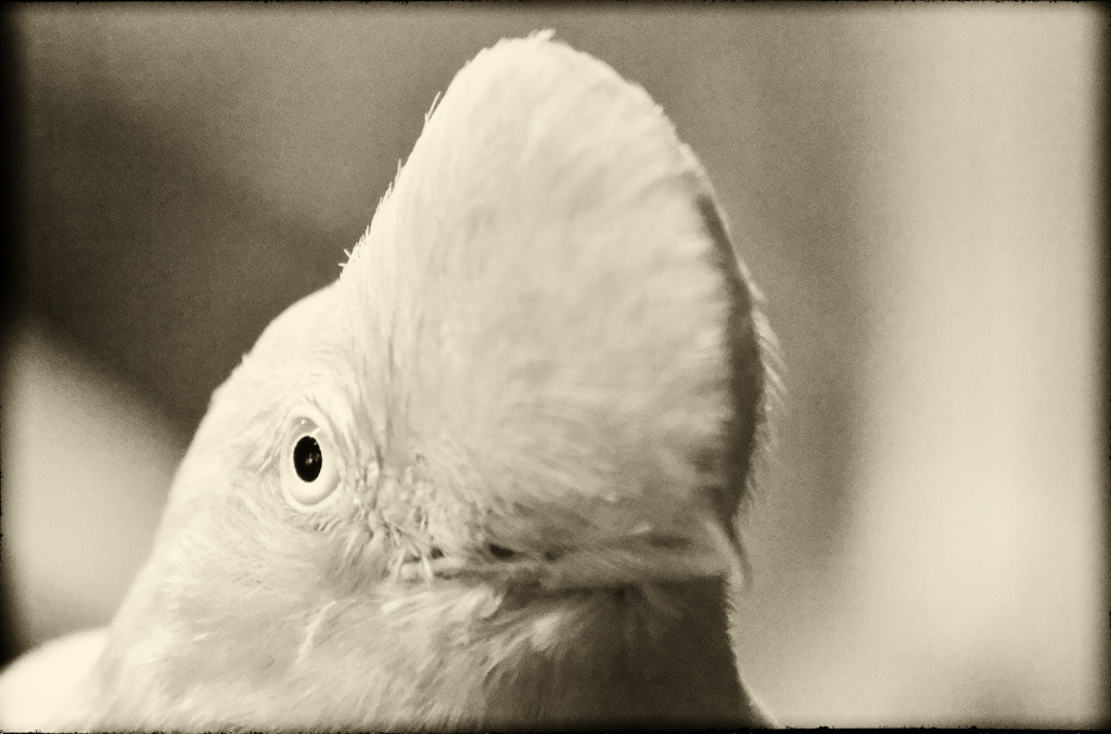 つっぱることが男の勲章