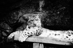 ネコ科に人気の私　　ＮＯ２