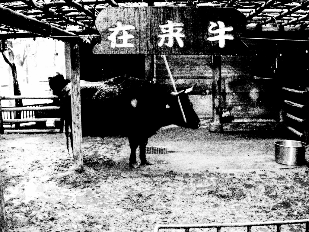 在来牛
