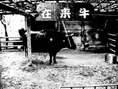 在来牛