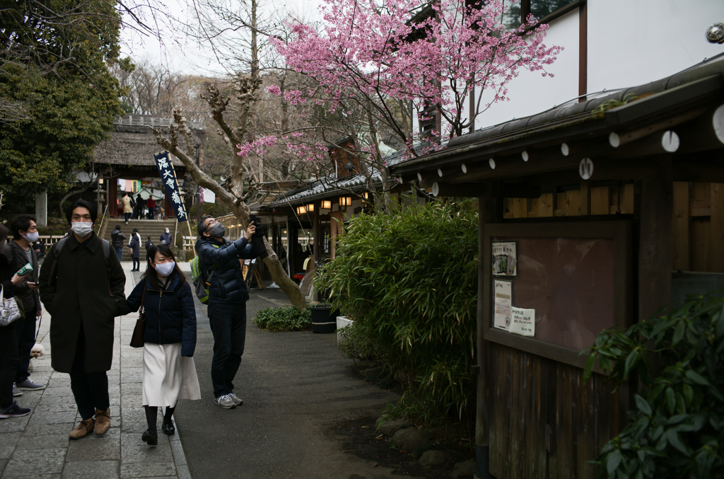 何となく咲いた日