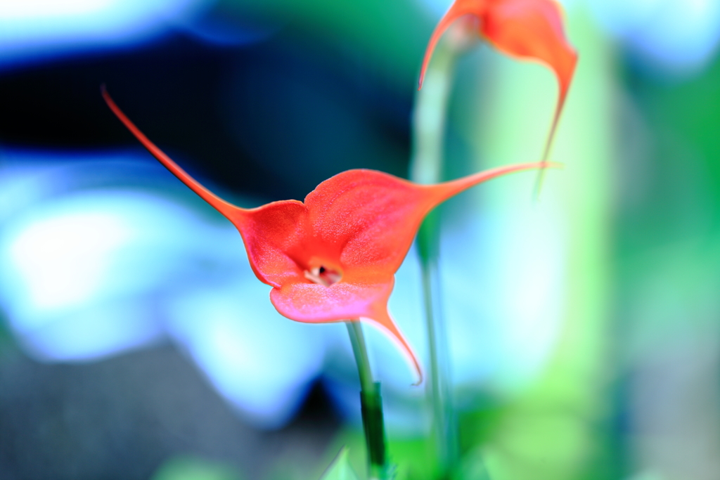 ゆきゆき風　マクロ