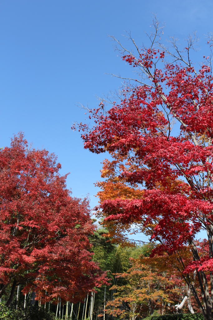 なんとなく紅葉