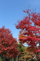 なんとなく紅葉